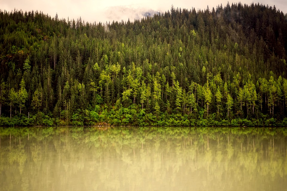 En sjö vid en skog av barrträd.