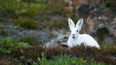 En vit kanin sitter i Arktis växtlighet