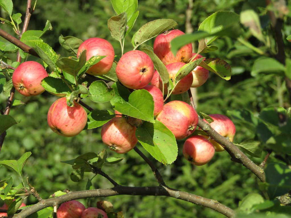 En trädgren fylld med fina äpplen i fint solljus.